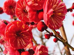 -蜀冈西峰生态公园