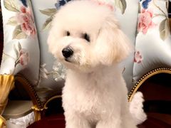 -多乐狗狗宠物训练工作室