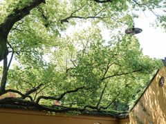 -西园戒幢律寺