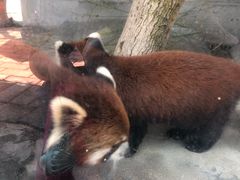 -泉州海丝野生动物世界