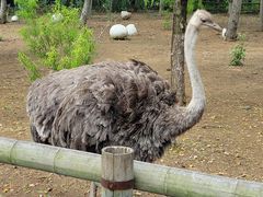 -大连森林动物园