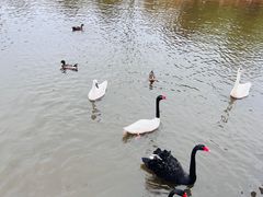 -鄱阳湖国家湿地公园