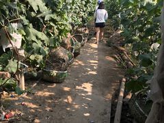 -马陆小张葡萄园农家乐