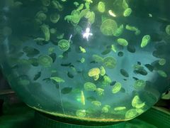 -江和美海洋公园