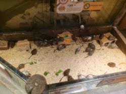 -造物庄园 萌宠纪(苏州湾歌林公园店)