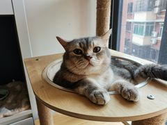 -宠物星动物医院·眼科·异宠·猫科(江南大道总院)