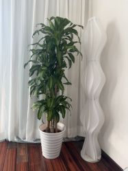 -锦汐绣·明星纹眉半永久纹唇纹眼线