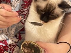 -喵喵咪呀布偶猫咖(春熙路店)