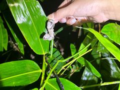 -中国科学院西双版纳热带植物园