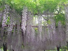 -嘉定紫藤园