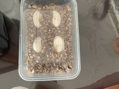 -灵龟之家百象馆(百象馆联合旗舰店)
