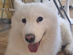 -喵小馆·猫咖狗咖猪咖·饮品店