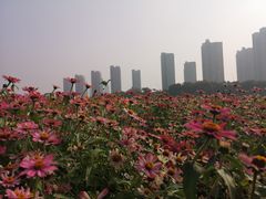 -映月湖中央公园