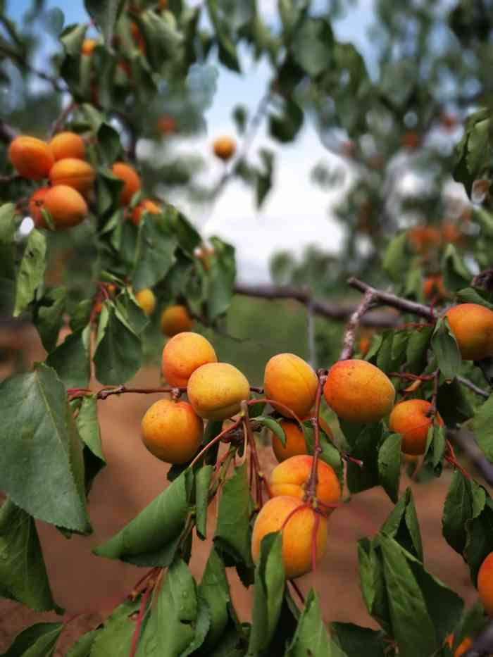 官厅石片黄杏采摘园-"今天来到石片村,这个村子全部是种大黄杏的.