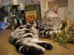 -共舞时光猫咖·狗咖(新街口店)