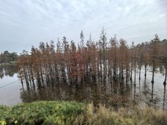 -白鹭湾湿地公园