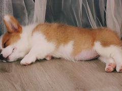-浣熊柯尔鸭土拨鼠·电玩咖