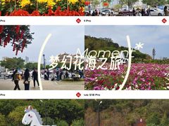 -野狸岛
