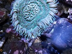 -西海国立公园九十九岛水族馆