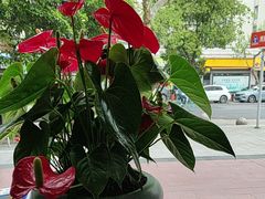 -金蚁康•经络调理•肩颈按摩(万达金街店)