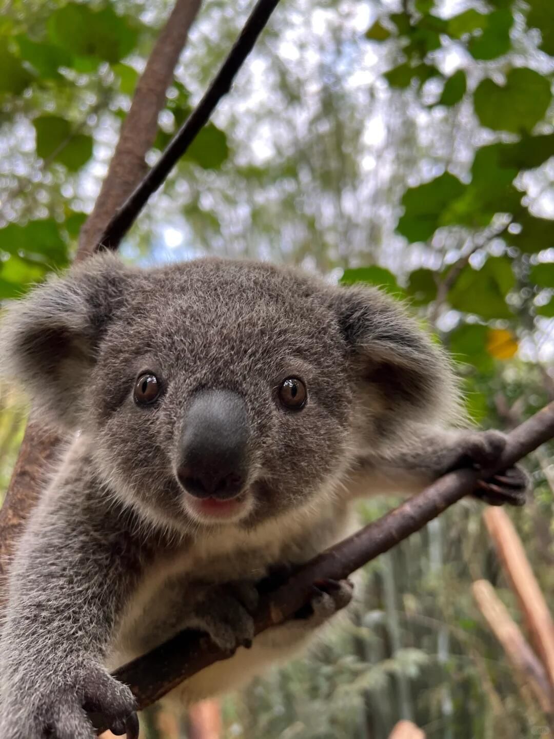 长隆野生动物园,小考拉🐨萌的我心都化了