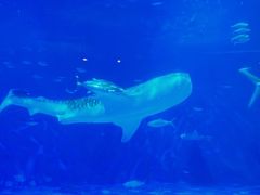 -鹿儿岛水族馆