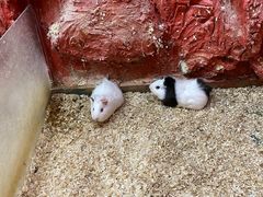 -上海大自然野生昆虫馆(东方明珠·爬宠昆虫探索中心)