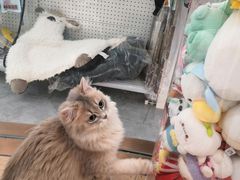 -1013 PET SHOP精品宠物商店(丁香店)