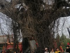 -大槐树寻根祭祖园