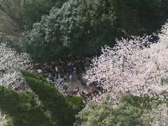 -武汉大学-樱园