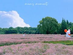 -花开海上生态园