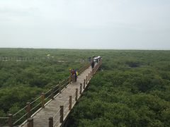 -北海金海湾红树林生态旅游区