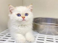 -lincat·猫舍(广州店)