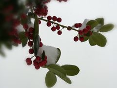 -莫愁湖公园
