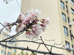 -高东镇樱花园