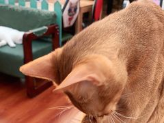 -猫小院猫主题咖啡厅(北锣店)