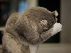 -猫儿山۰猫主题餐厅