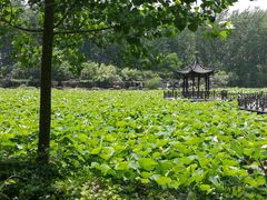 -合肥滨湖国家森林公园