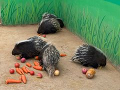 -石家庄市动物园