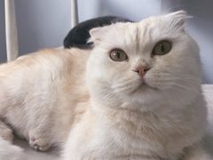 -喵的天空名猫咖啡馆·撸猫·猫舍·用品