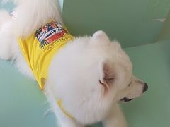 -怪兽屋·羊驼·猫咖·狗咖(俊华广场店)