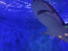 -太平洋海底世界