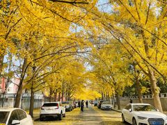 -三里屯东五街银杏大道