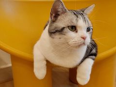 -有喵·猫咖·狗咖·40+猫狗有小奶狗(岗厦店)