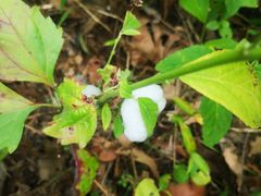 -海南热带雨林国家公园吊罗山景区