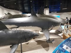 -青岛海底世界-水族馆