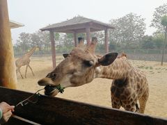 -石家庄市动物园