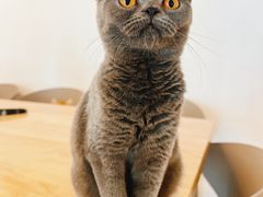 -有喵·猫咖·狗咖·40+猫狗有小奶狗(岗厦店)