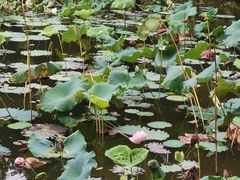 -福建鲤鱼洲酒店