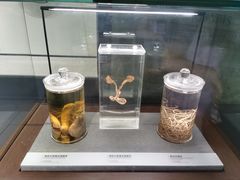 -四川大学博物馆
